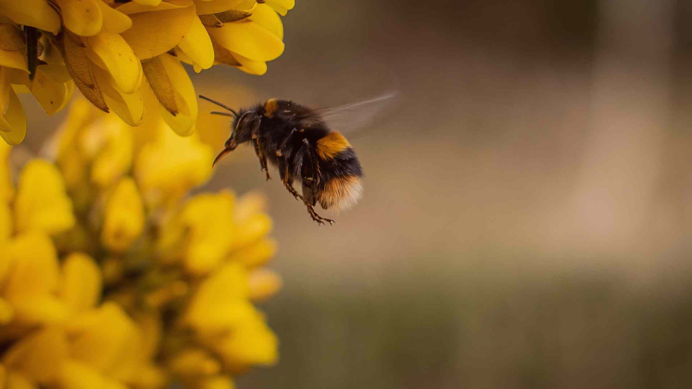Eartha | Climate Column | Bees are Dying; Urgent Climate Action ...